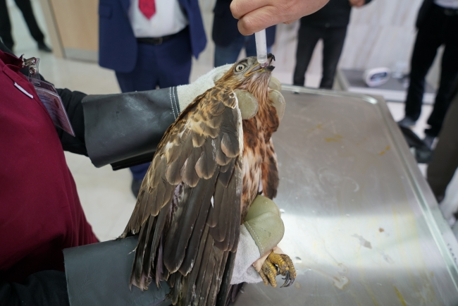 Yaralı şahinler özgürce uçabilmeyi bekliyor